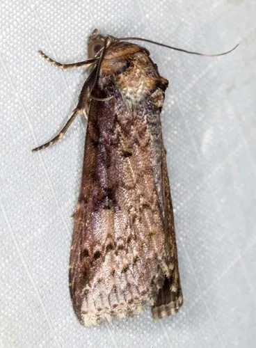 Lophoptera vittigera - photo 7