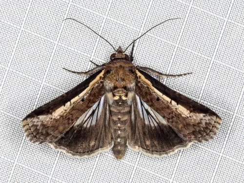 Lophoptera vittigera - photo 8