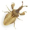 Lophoscutus prehensilis