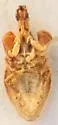 Lophoscutus prehensilis - photo 3