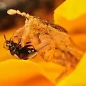 Lophoscutus prehensilis - photo 4