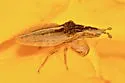 Lophoscutus prehensilis - photo 5