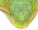 Lophoscutus uhleri - photo 2