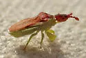Lophoscutus uhleri - photo 3