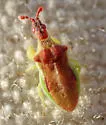 Lophoscutus uhleri - photo 4