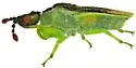 Lophoscutus uhleri - photo 5