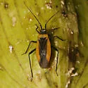 Lopidea ampla - photo 2