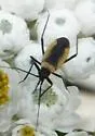 Lopidea ampla - photo 3