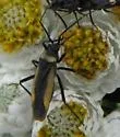 Lopidea ampla - photo 4