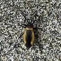 Lopidea ampla - photo 5
