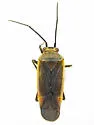 Lopidea anisacanthi