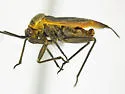 Lopidea anisacanthi - photo 2