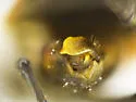 Lopidea anisacanthi - photo 3