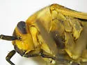 Lopidea anisacanthi - photo 4