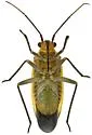 Lopidea anisacanthi - photo 5
