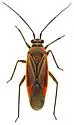 Lopidea apache