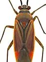 Lopidea apache - photo 2