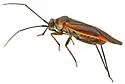 Lopidea apache - photo 3