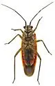 Lopidea apache - photo 4