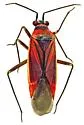 Lopidea apache - photo 5