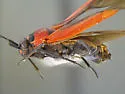 Lopidea barberi - photo 4