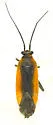 Lopidea confluenta