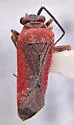 Lopidea confraterna