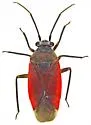 Lopidea eremita - Lopidea eremita