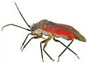 Lopidea eremita - photo 2