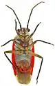 Lopidea eremita - photo 3