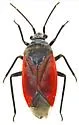 Lopidea eremita - photo 4