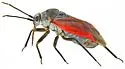 Lopidea eremita - photo 5