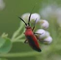 Lopidea instabilis - Lopidea instabilis