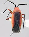 Lopidea instabilis - photo 2