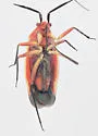Lopidea instabilis - photo 3
