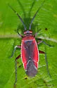 Lopidea instabilis - photo 4