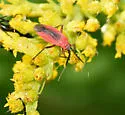 Lopidea instabilis - photo 5