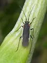 Lopidea lateralis - photo 3