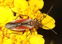 Lopidea marginata - photo 2