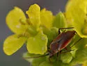 Lopidea marginata - photo 3