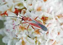 Lopidea marginata - photo 4
