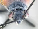Lopidea minima - photo 2