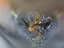 Lopidea minima - photo 3