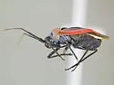 Lopidea minima - photo 4