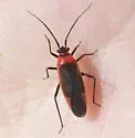 Lopidea nigridia - Lopidea nigridia