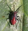Lopidea nigridia - photo 2