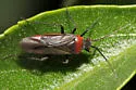 Lopidea nigridia - photo 3