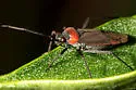 Lopidea nigridia - photo 4