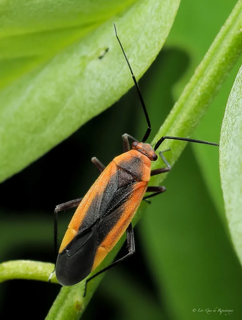 Lopidea robiniae - photo 2