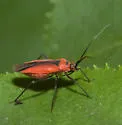 Lopidea staphyleae - Lopidea staphyleae